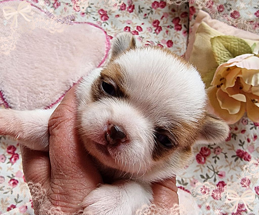 Of Elderflower Cottage - Chiot disponible  - Chihuahua