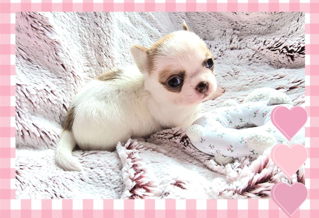 Of Elderflower Cottage - Chiot disponible  - Chihuahua