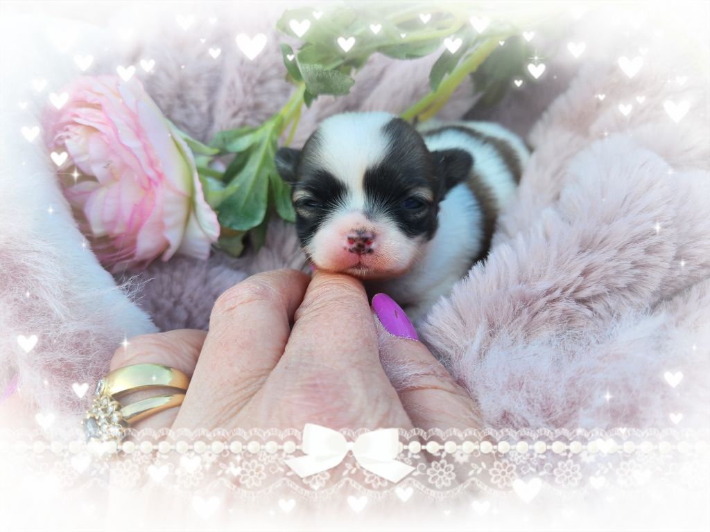 Of Elderflower Cottage - Chiots disponibles - Chihuahua