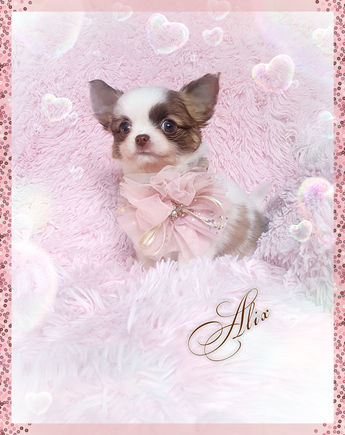 Of Elderflower Cottage - Chiots disponibles - Chihuahua