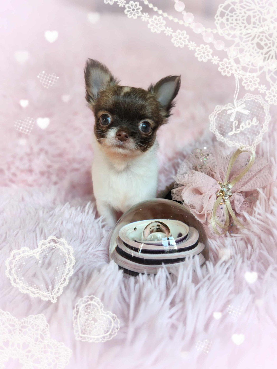 Of Elderflower Cottage - Chiots disponibles - Chihuahua