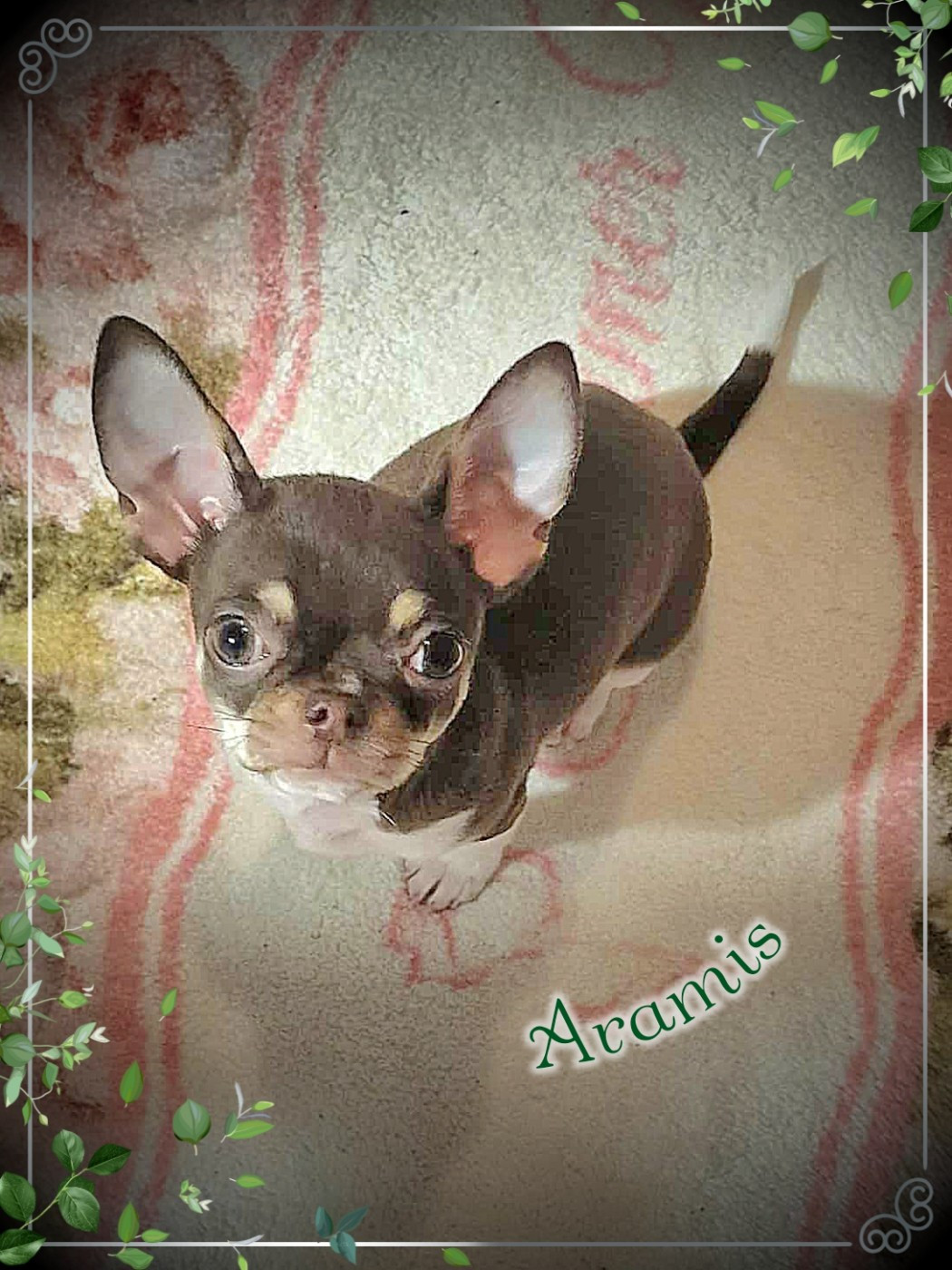 Of Elderflower Cottage - Chiots disponibles - Chihuahua