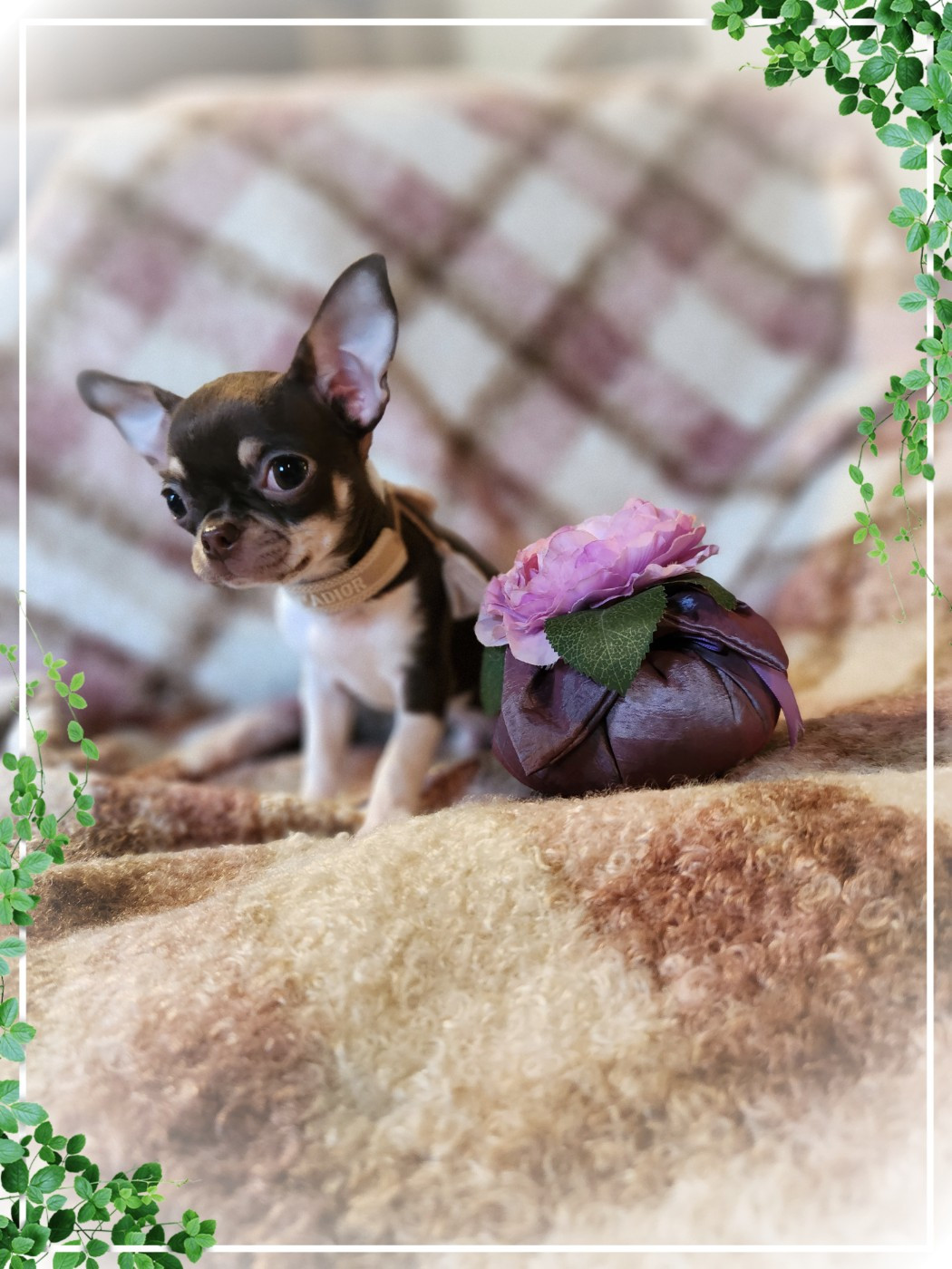 Of Elderflower Cottage - Chiots disponibles - Chihuahua