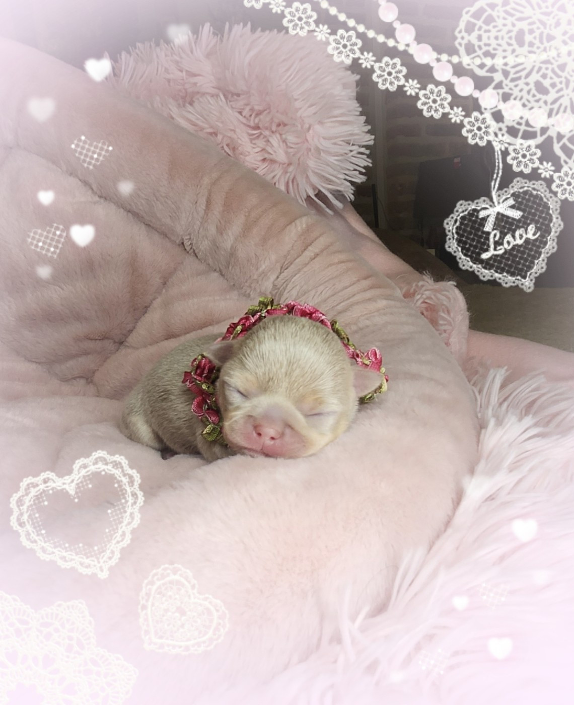 Of Elderflower Cottage - Chiots disponibles - Chihuahua