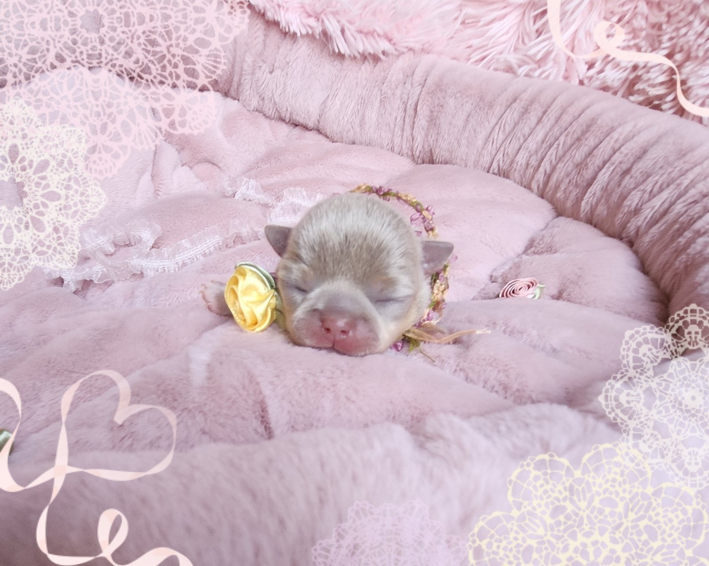 Of Elderflower Cottage - Chiots disponibles - Chihuahua