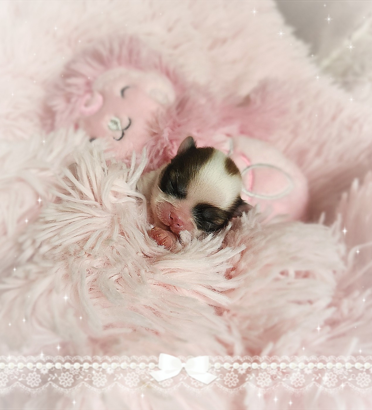 Of Elderflower Cottage - Chiots disponibles - Chihuahua