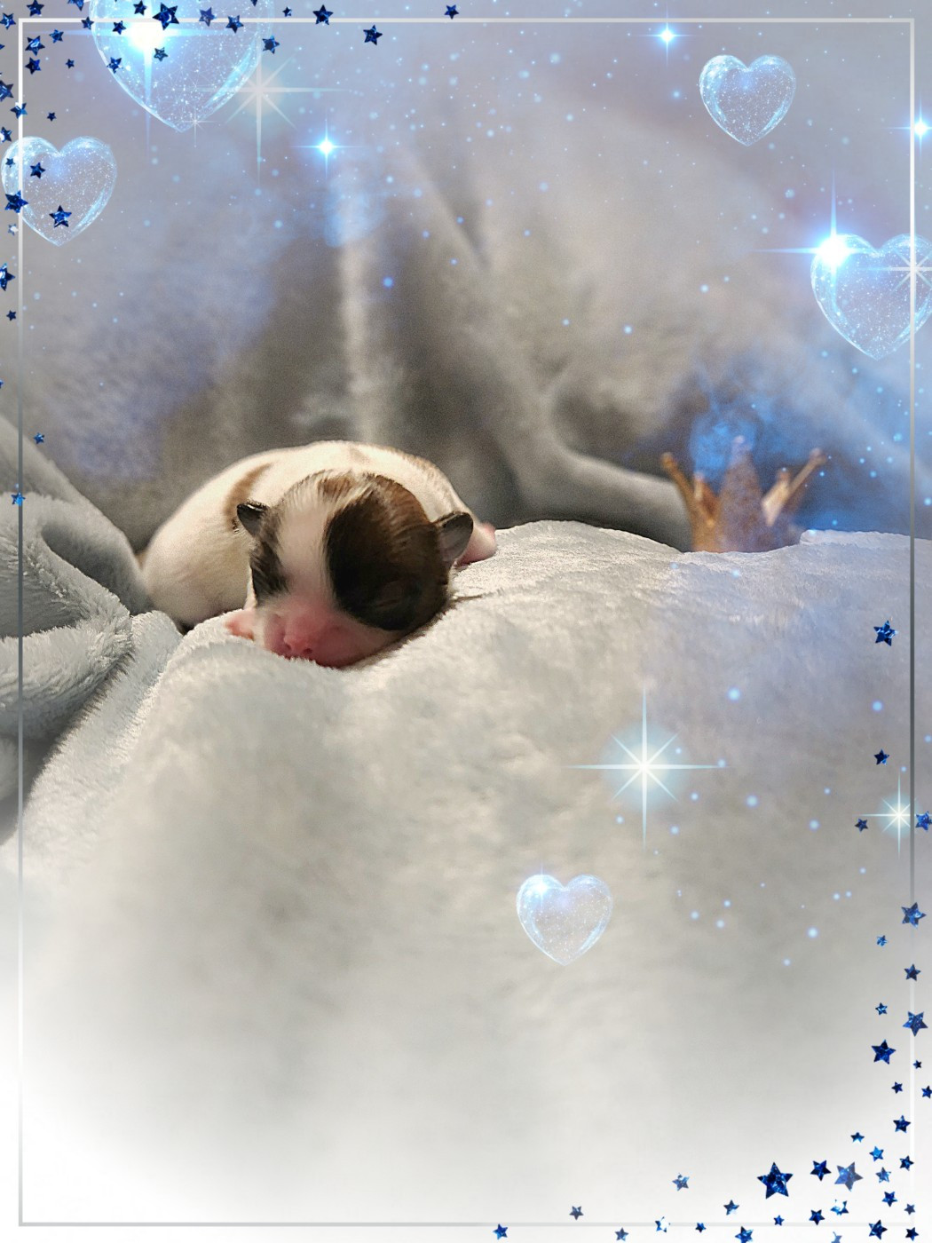 Of Elderflower Cottage - Chiots disponibles - Chihuahua