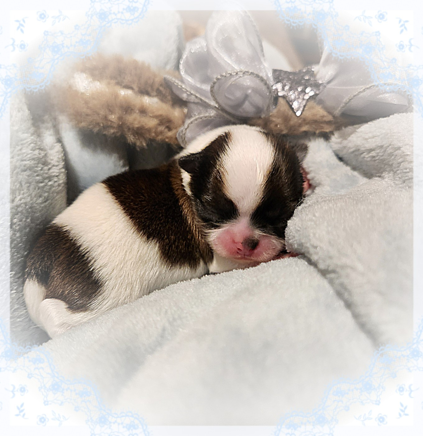 Of Elderflower Cottage - Chiots disponibles - Chihuahua