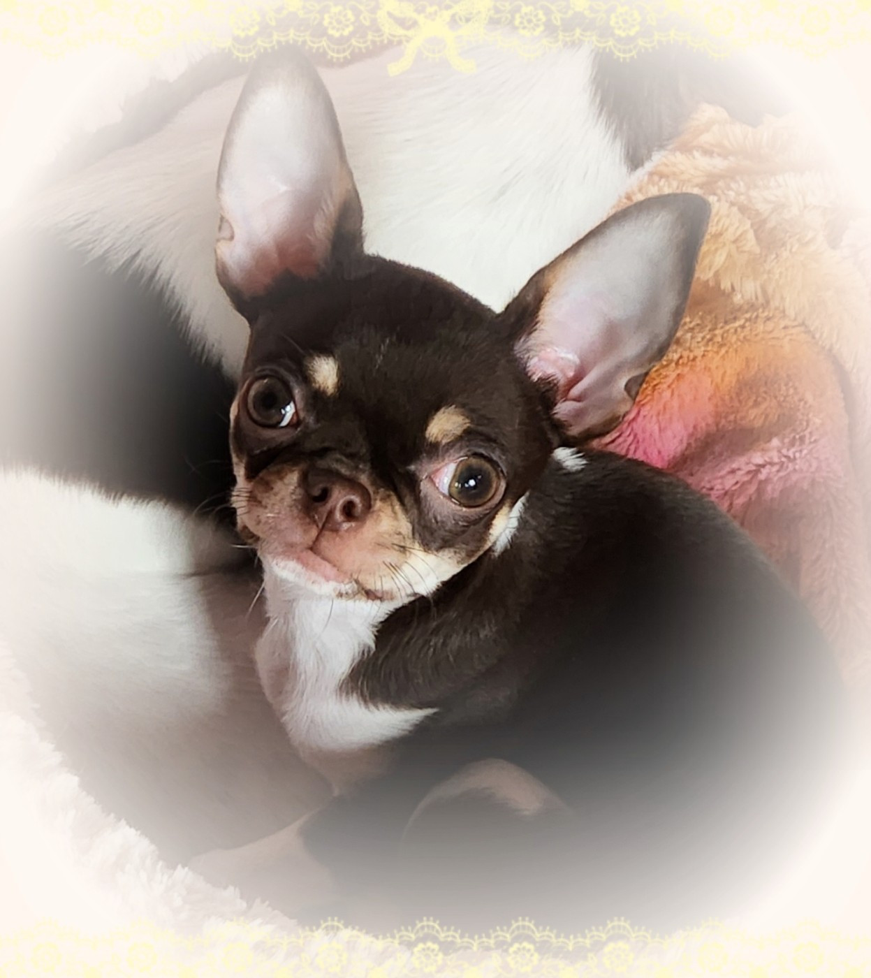 Of Elderflower Cottage - Chiots disponibles - Chihuahua