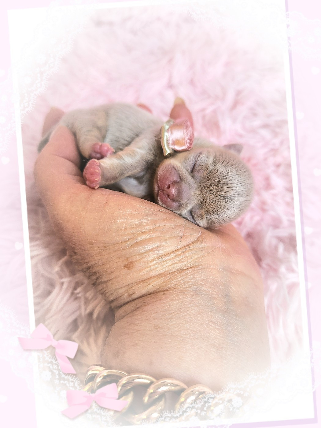 Of Elderflower Cottage - Chiots disponibles - Chihuahua