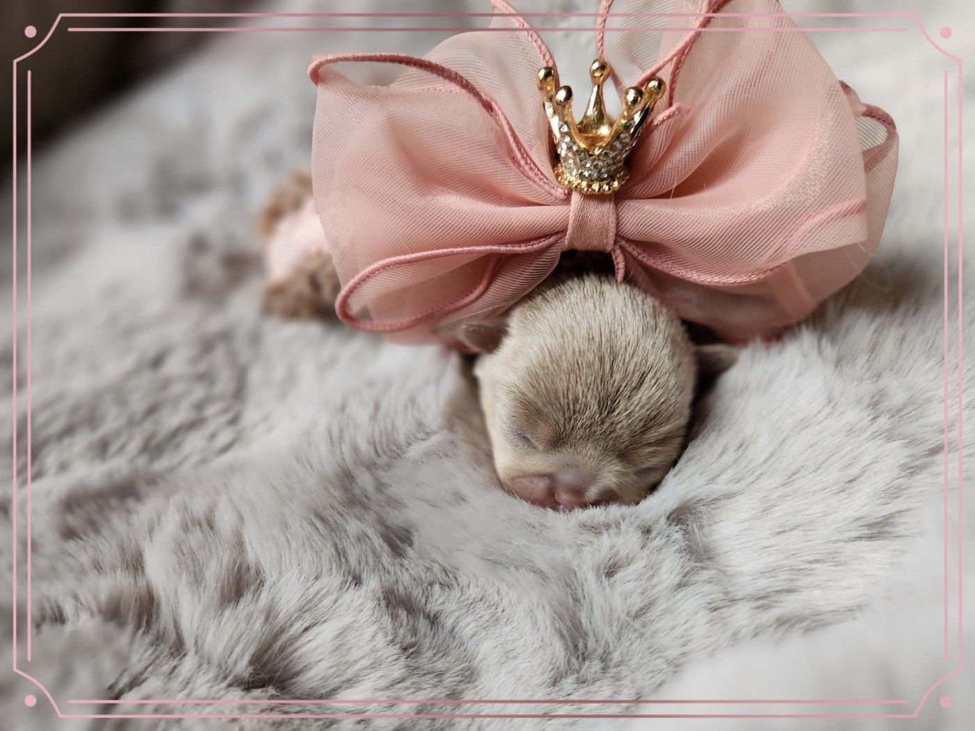 Of Elderflower Cottage - Chiots disponibles - Chihuahua