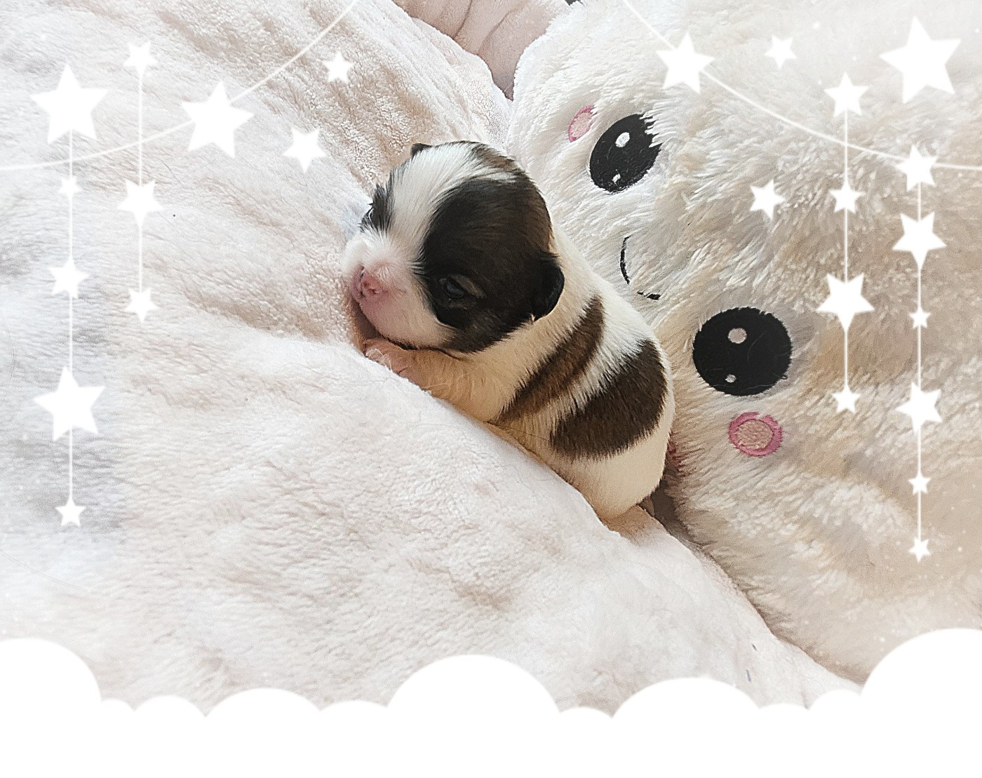 Of Elderflower Cottage - Chiots disponibles - Chihuahua