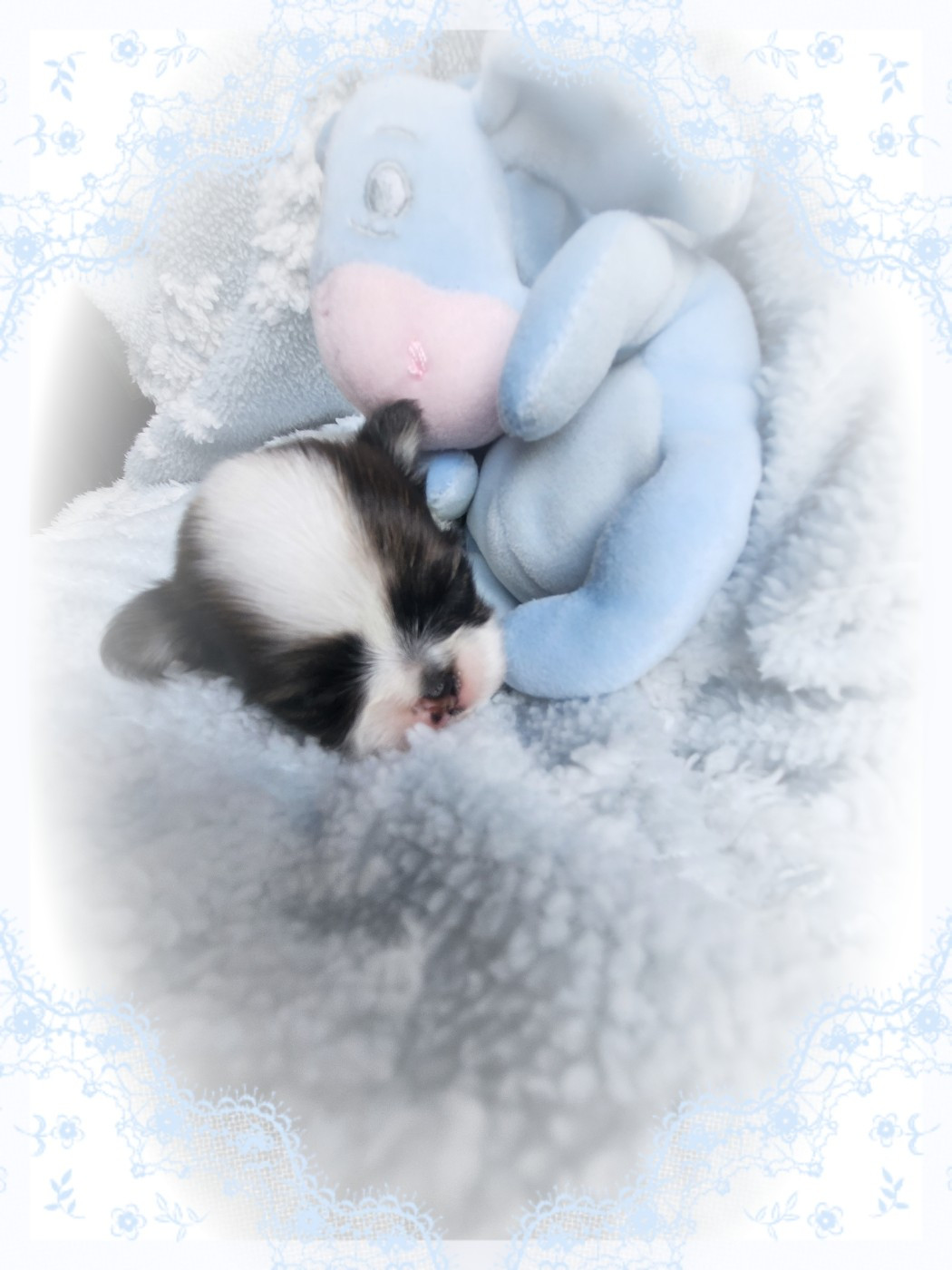 Of Elderflower Cottage - Chiots disponibles - Chihuahua