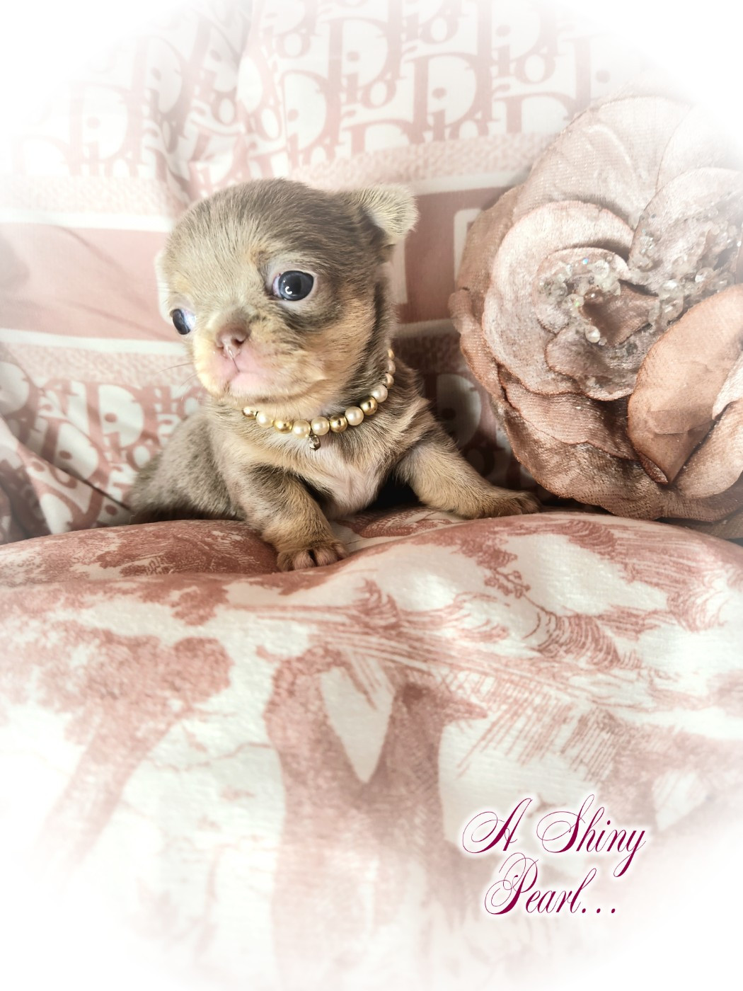 Of Elderflower Cottage - Chiots disponibles - Chihuahua