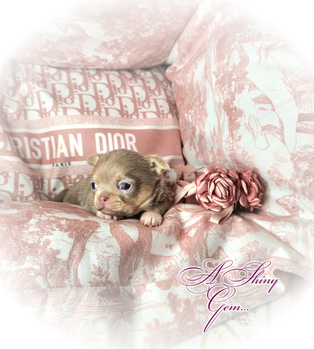 Of Elderflower Cottage - Chiots disponibles - Chihuahua