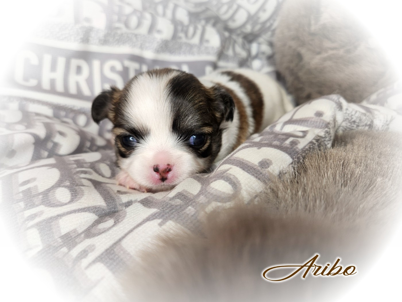 Of Elderflower Cottage - Chiots disponibles - Chihuahua