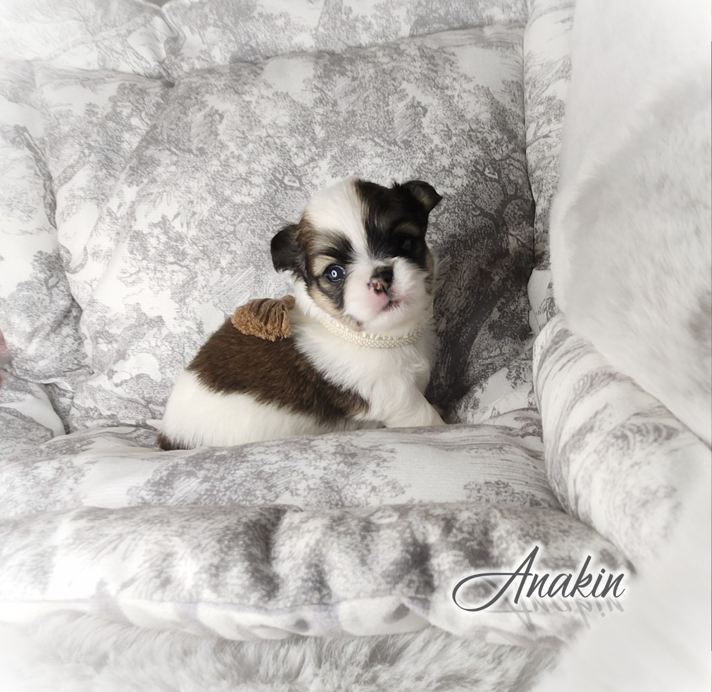 Of Elderflower Cottage - Chiots disponibles - Chihuahua