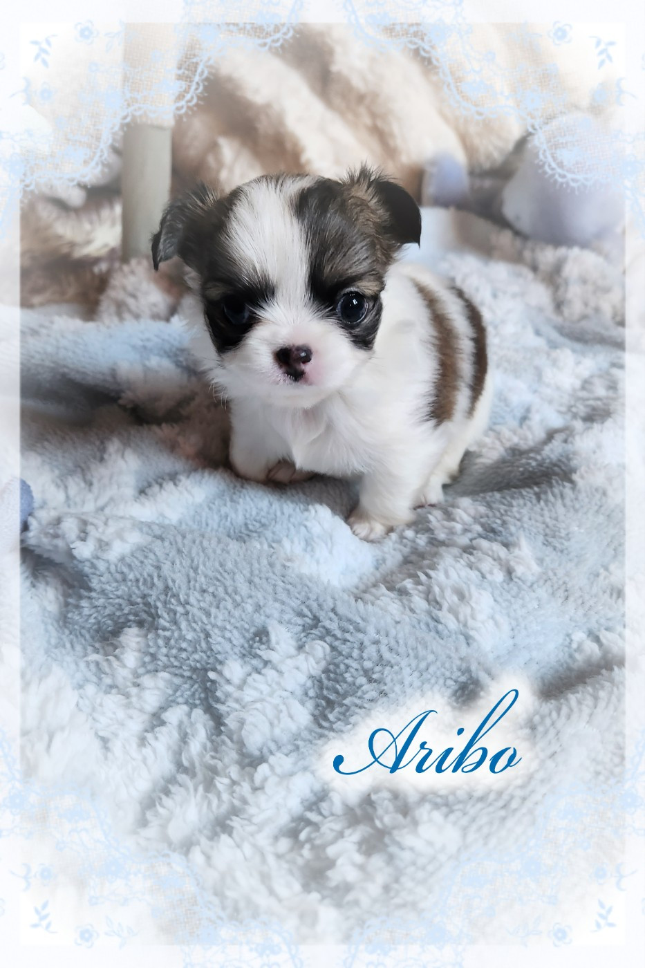 Of Elderflower Cottage - Chiots disponibles - Chihuahua