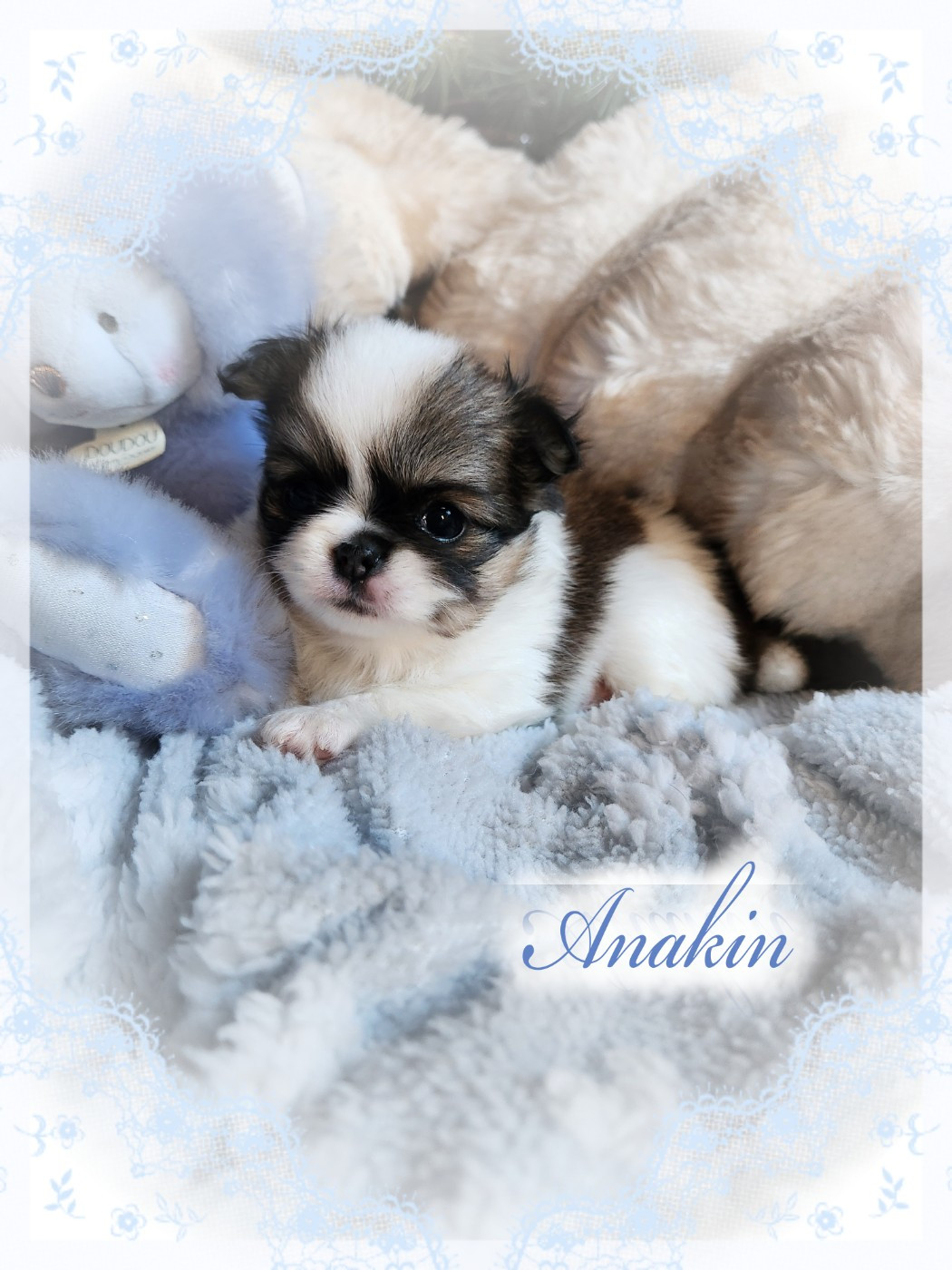 Of Elderflower Cottage - Chiots disponibles - Chihuahua