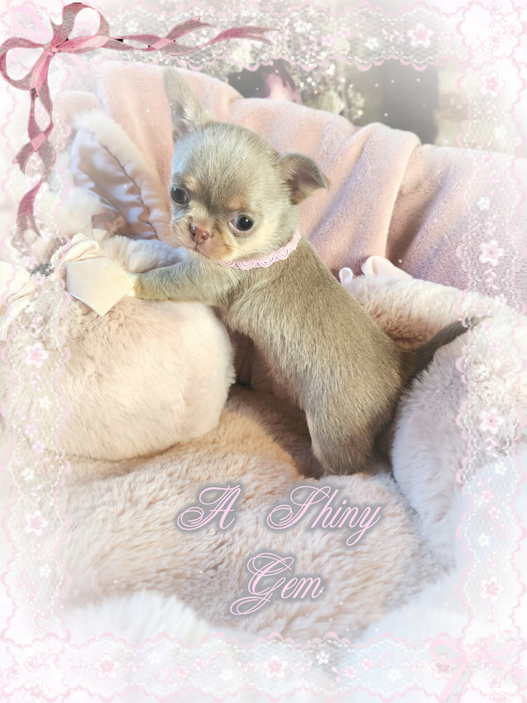 Of Elderflower Cottage - Chiots disponibles - Chihuahua