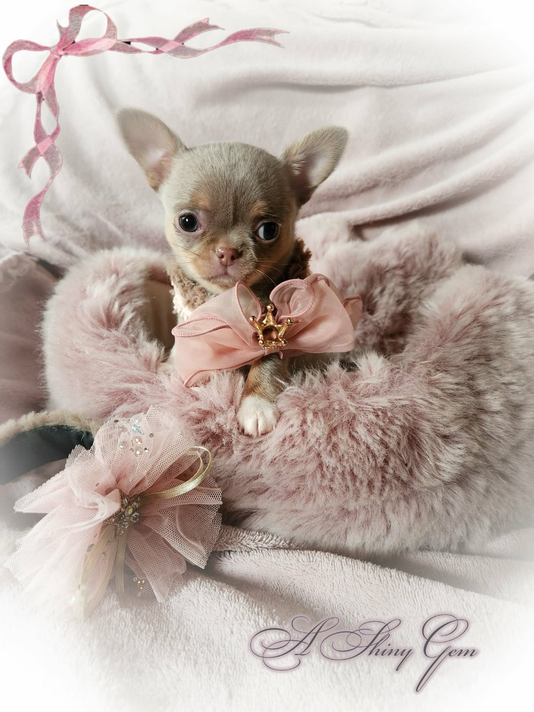 Of Elderflower Cottage - Chiots disponibles - Chihuahua