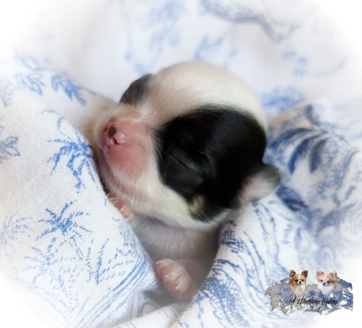 Of Elderflower Cottage - Chiots disponibles - Chihuahua
