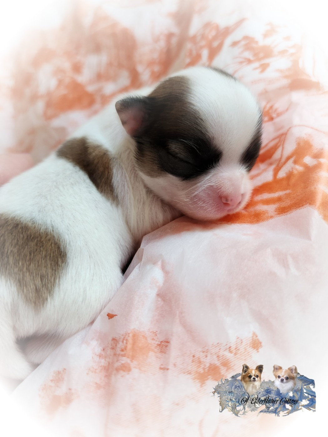 Of Elderflower Cottage - Chiots disponibles - Chihuahua