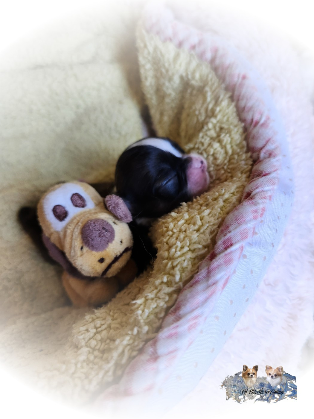 Of Elderflower Cottage - Chiots disponibles - Chihuahua