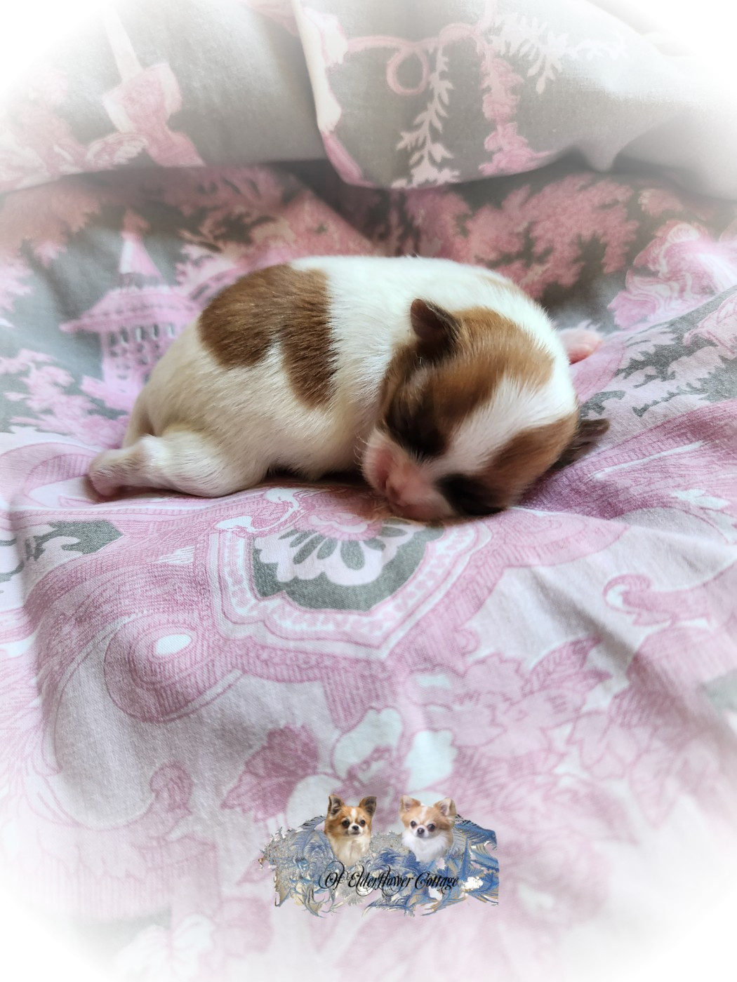 Of Elderflower Cottage - Chiots disponibles - Chihuahua