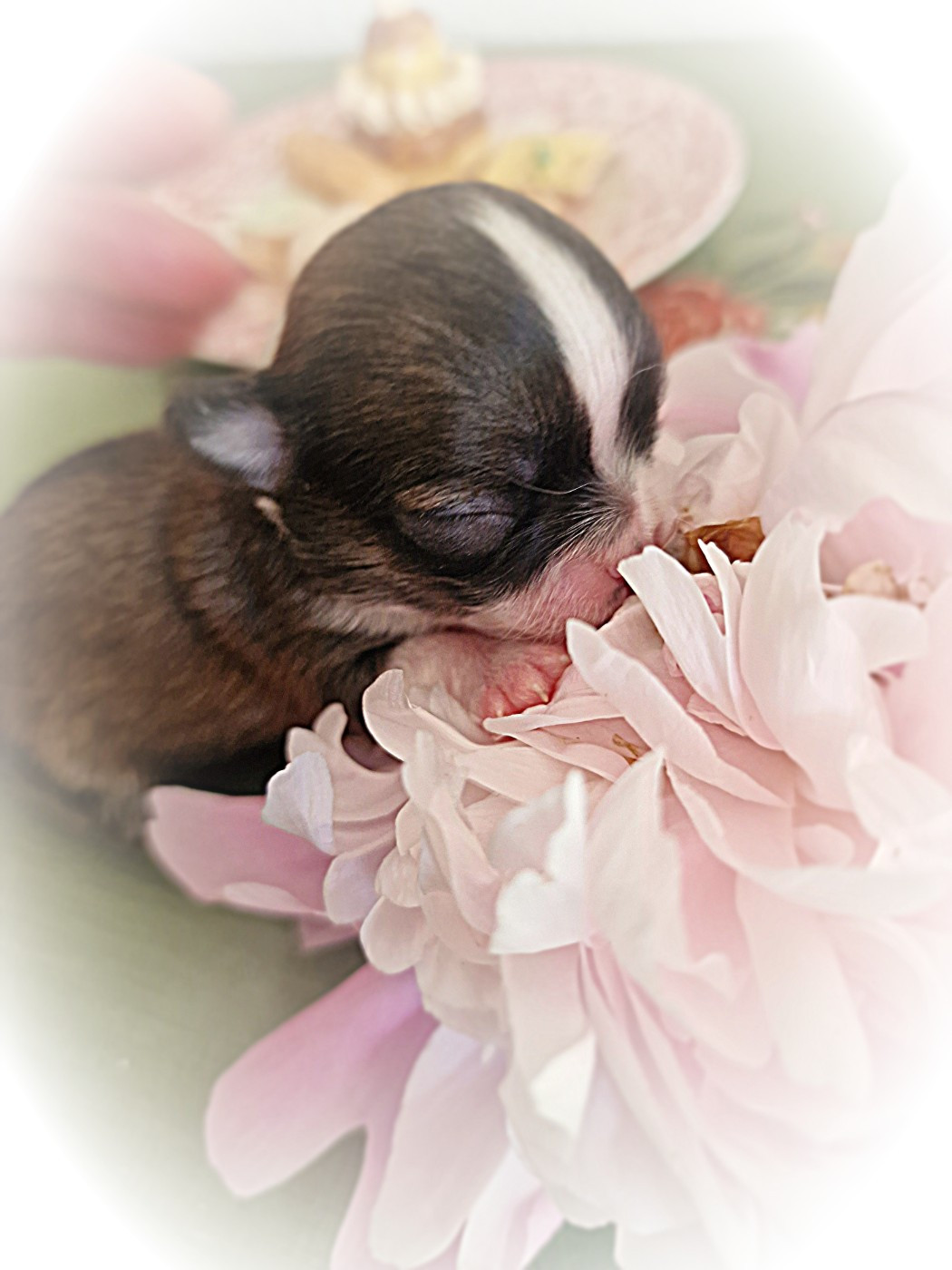 Of Elderflower Cottage - Chiots disponibles - Chihuahua