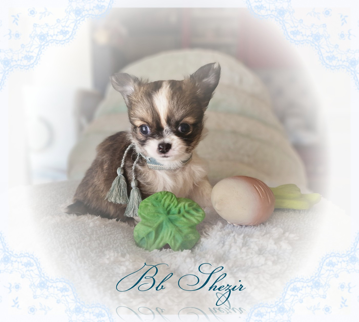 Of Elderflower Cottage - Chiots disponibles - Chihuahua