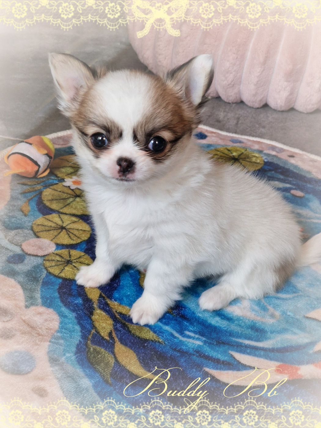 Of Elderflower Cottage - Chiots disponibles - Chihuahua
