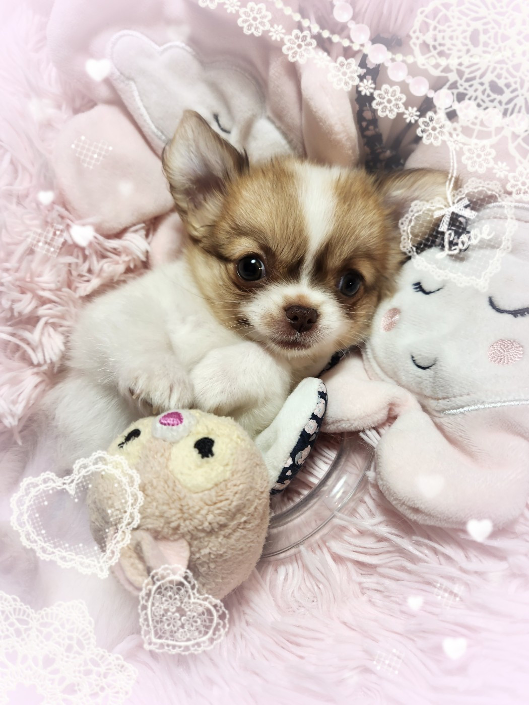 Of Elderflower Cottage - Chiots disponibles - Chihuahua