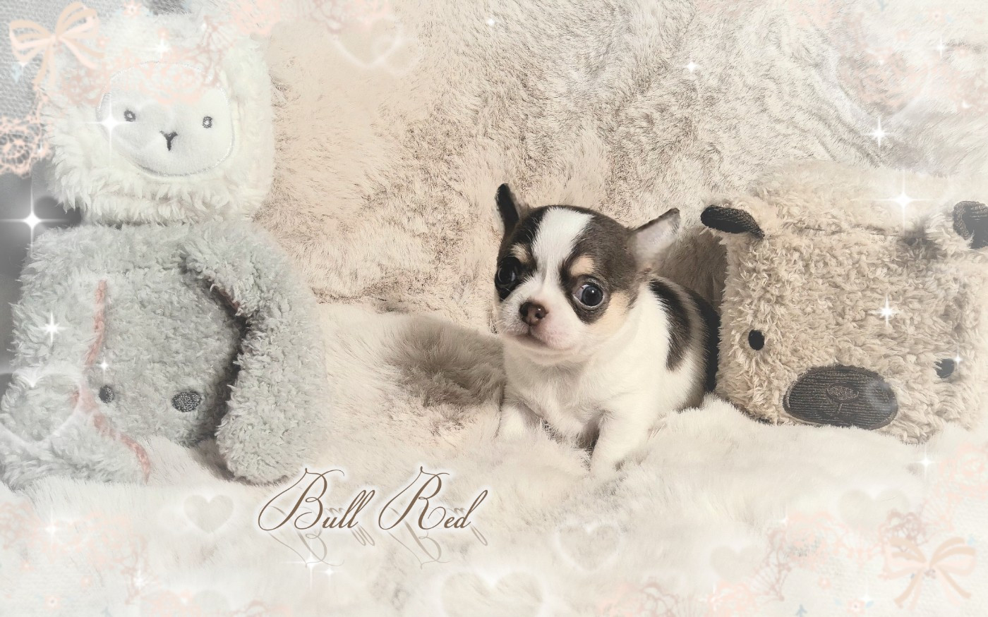 Of Elderflower Cottage - Chiots disponibles - Chihuahua