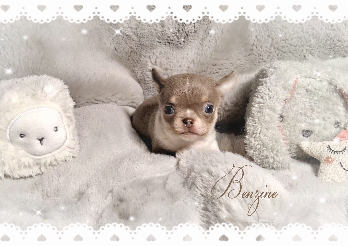 Of Elderflower Cottage - Chiots disponibles - Chihuahua