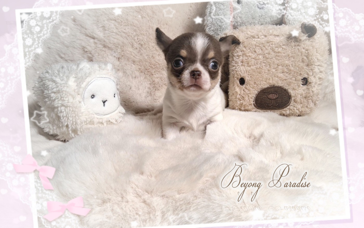 Of Elderflower Cottage - Chiots disponibles - Chihuahua