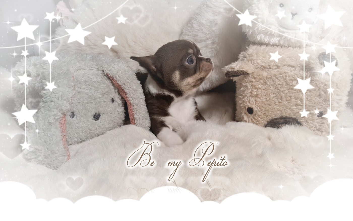 Of Elderflower Cottage - Chiots disponibles - Chihuahua