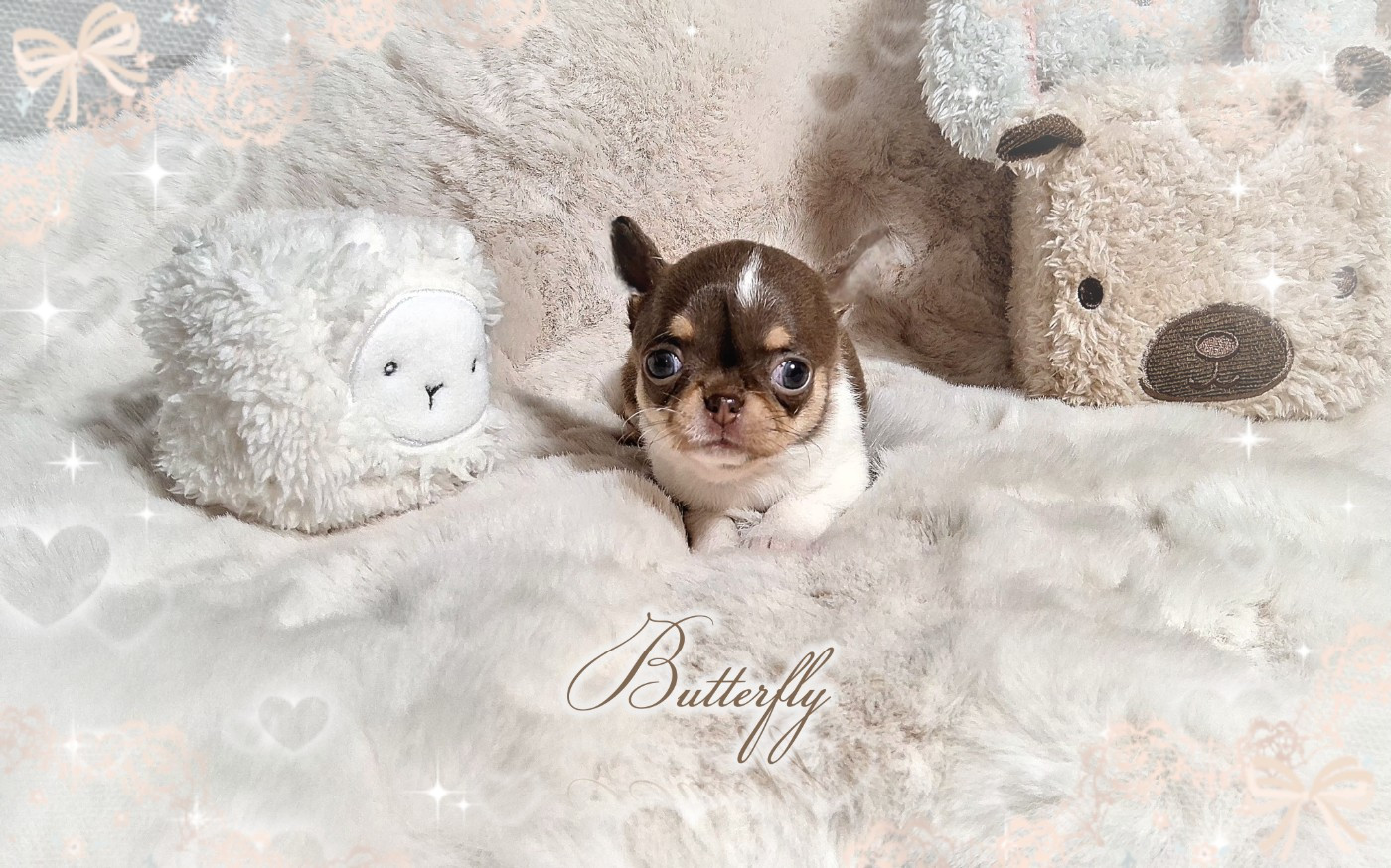Of Elderflower Cottage - Chiots disponibles - Chihuahua