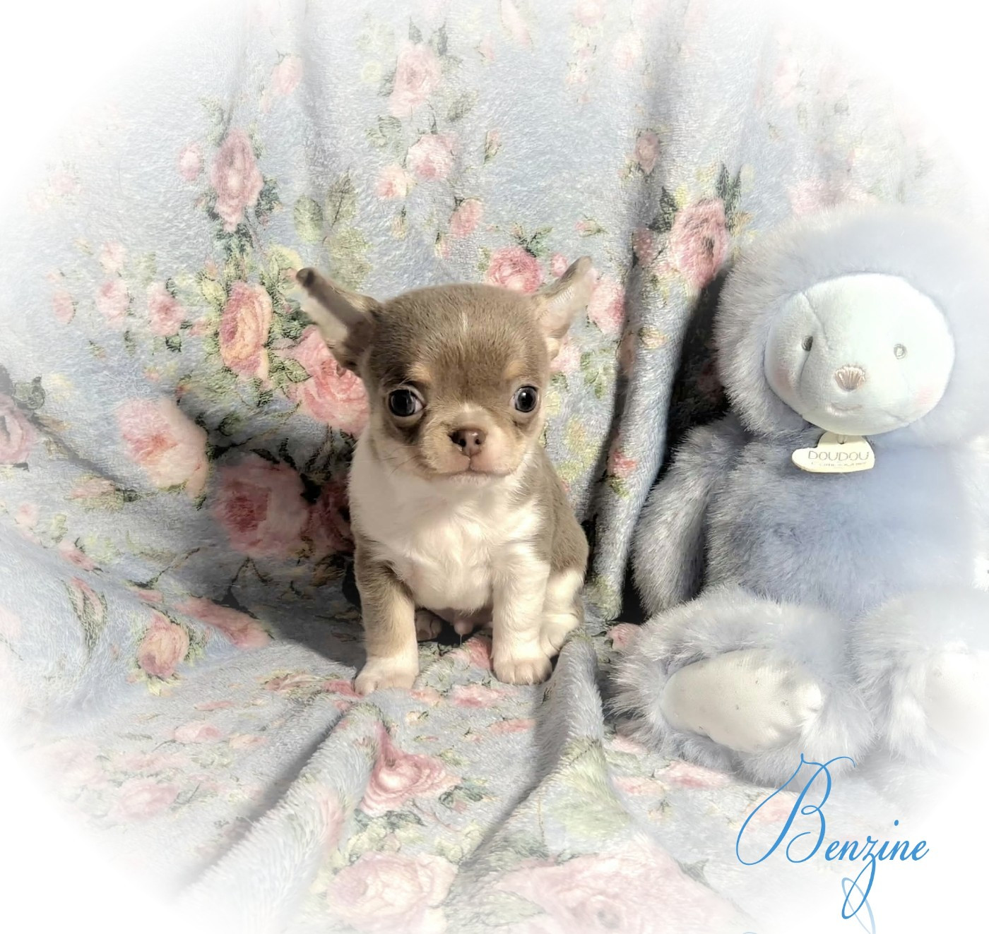 Of Elderflower Cottage - Chiots disponibles - Chihuahua