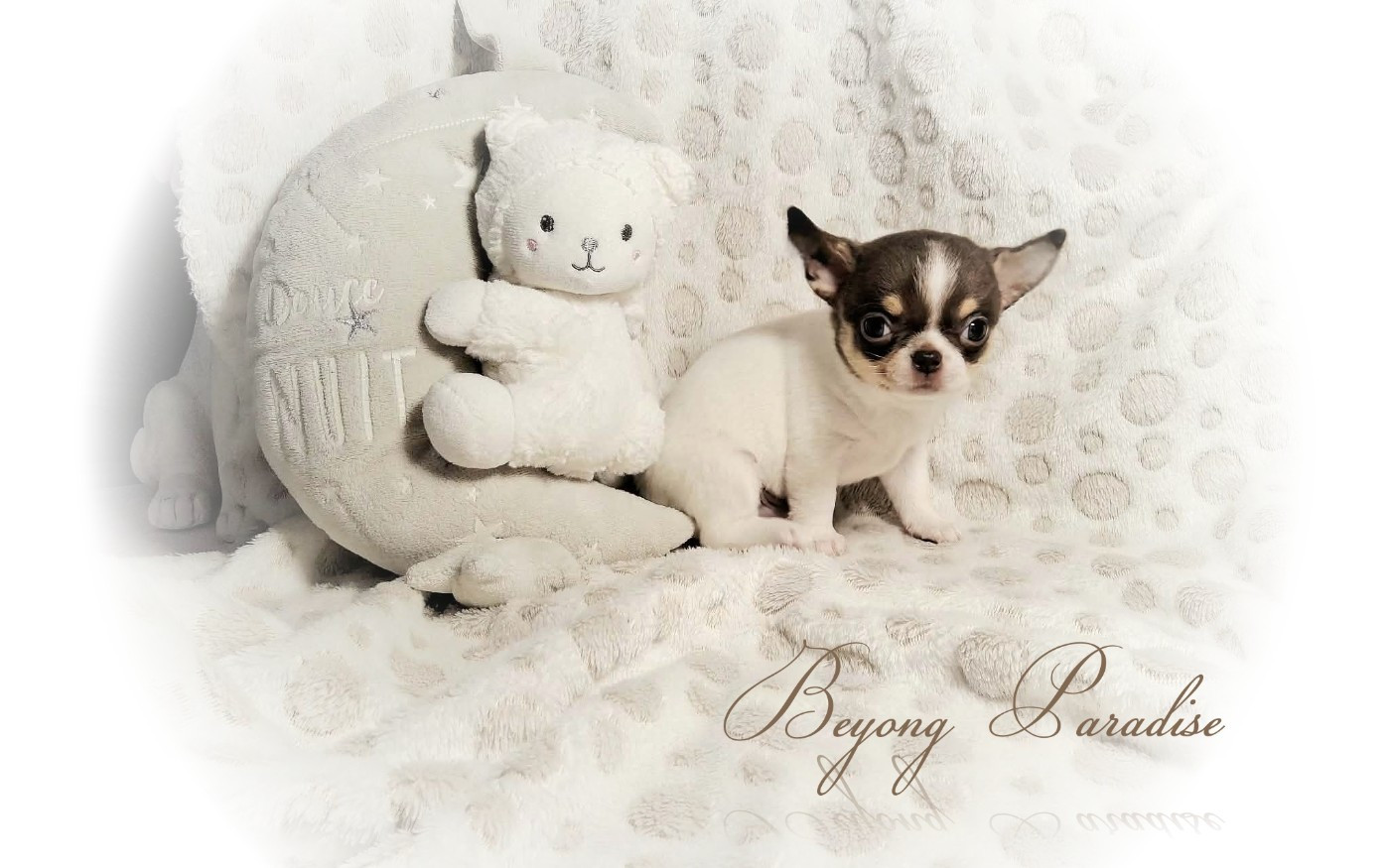 Of Elderflower Cottage - Chiots disponibles - Chihuahua