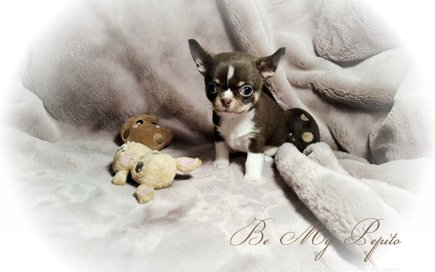 Of Elderflower Cottage - Chiots disponibles - Chihuahua