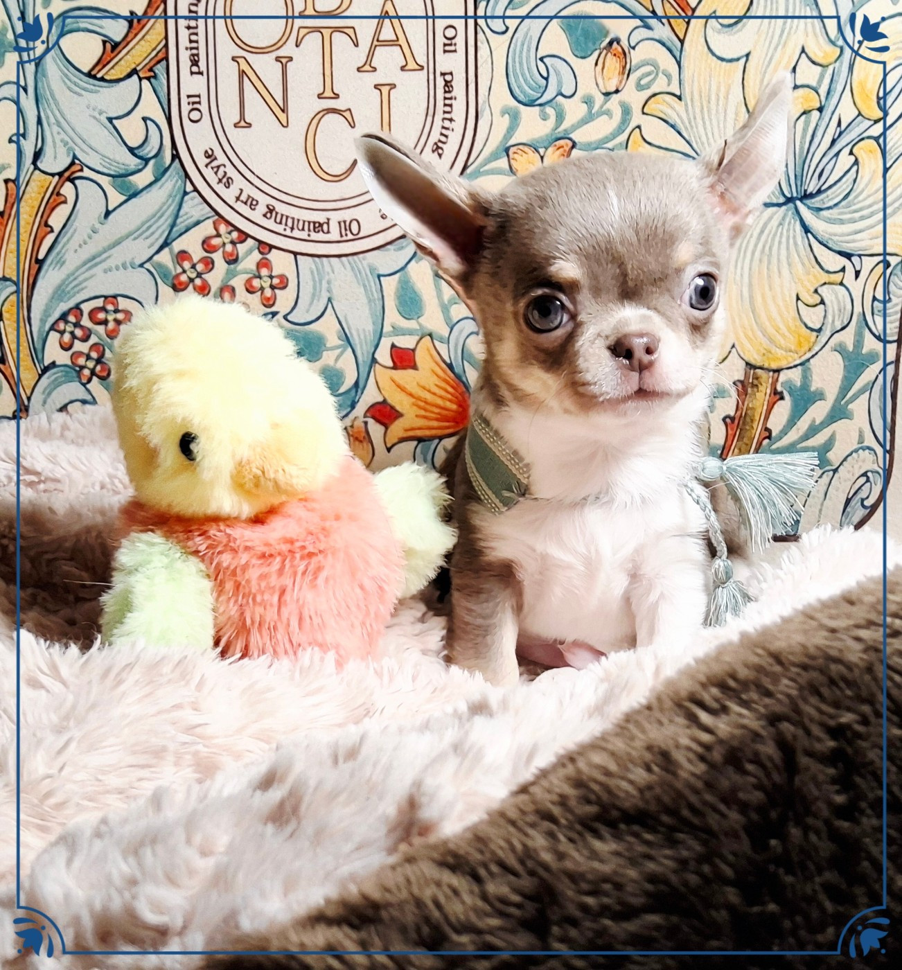 Of Elderflower Cottage - Chiots disponibles - Chihuahua