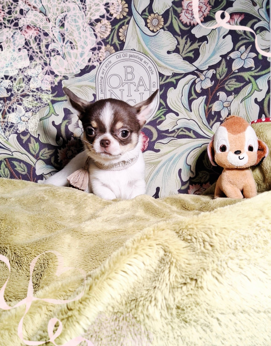 Of Elderflower Cottage - Chiots disponibles - Chihuahua