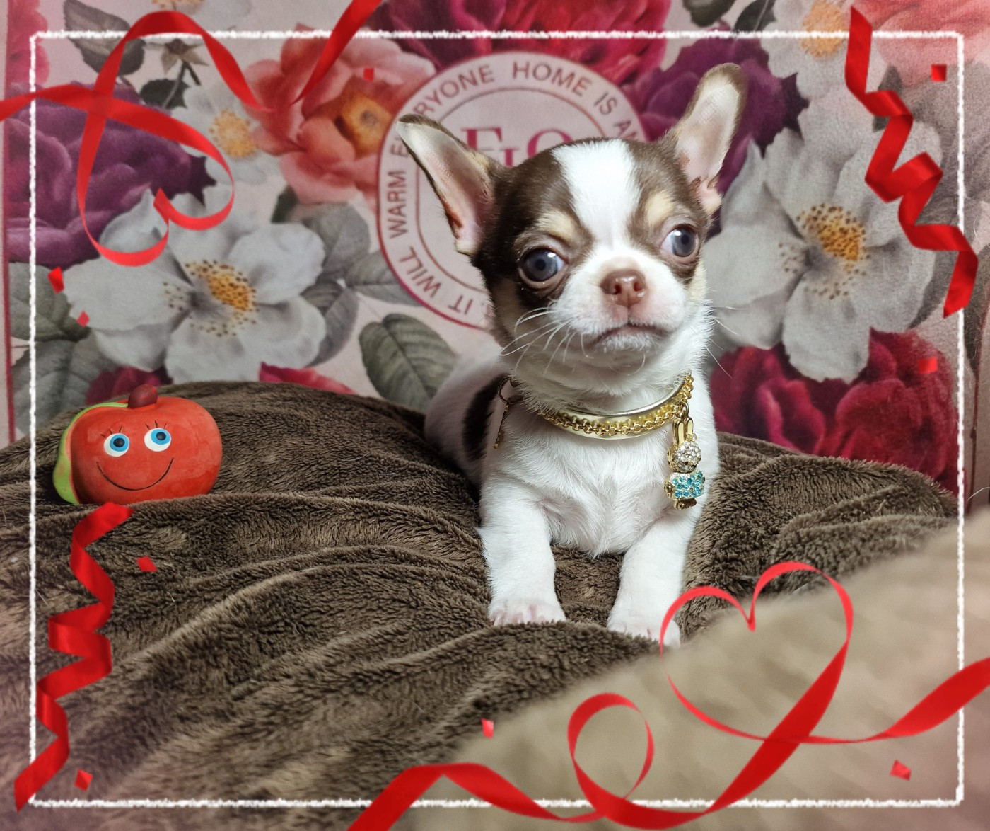 Of Elderflower Cottage - Chiots disponibles - Chihuahua