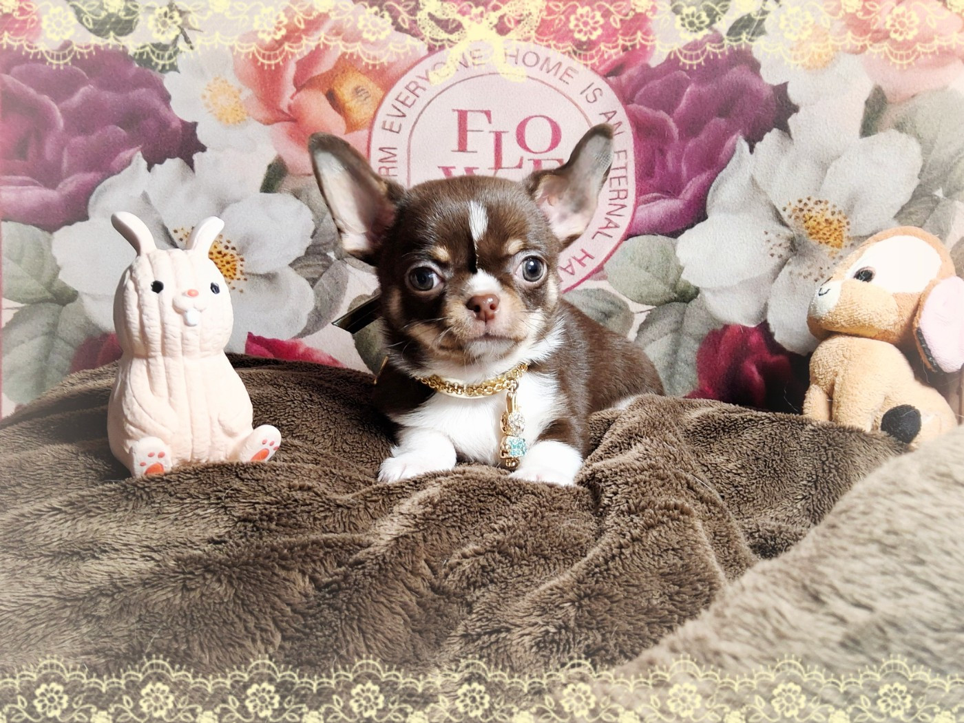 Of Elderflower Cottage - Chiots disponibles - Chihuahua