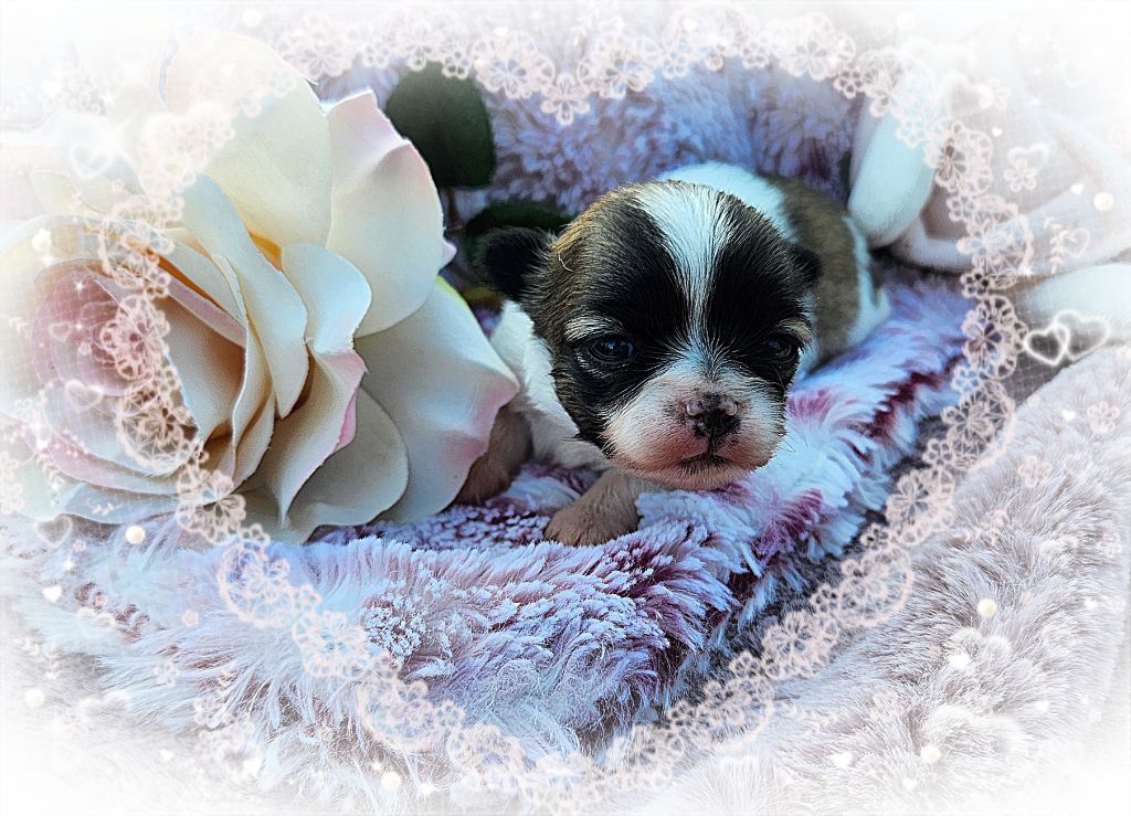 Of Elderflower Cottage - Chiots disponibles - Chihuahua