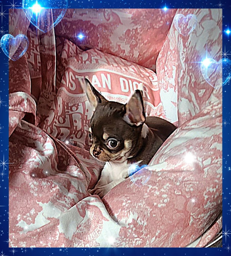 Of Elderflower Cottage - Chiots disponibles - Chihuahua