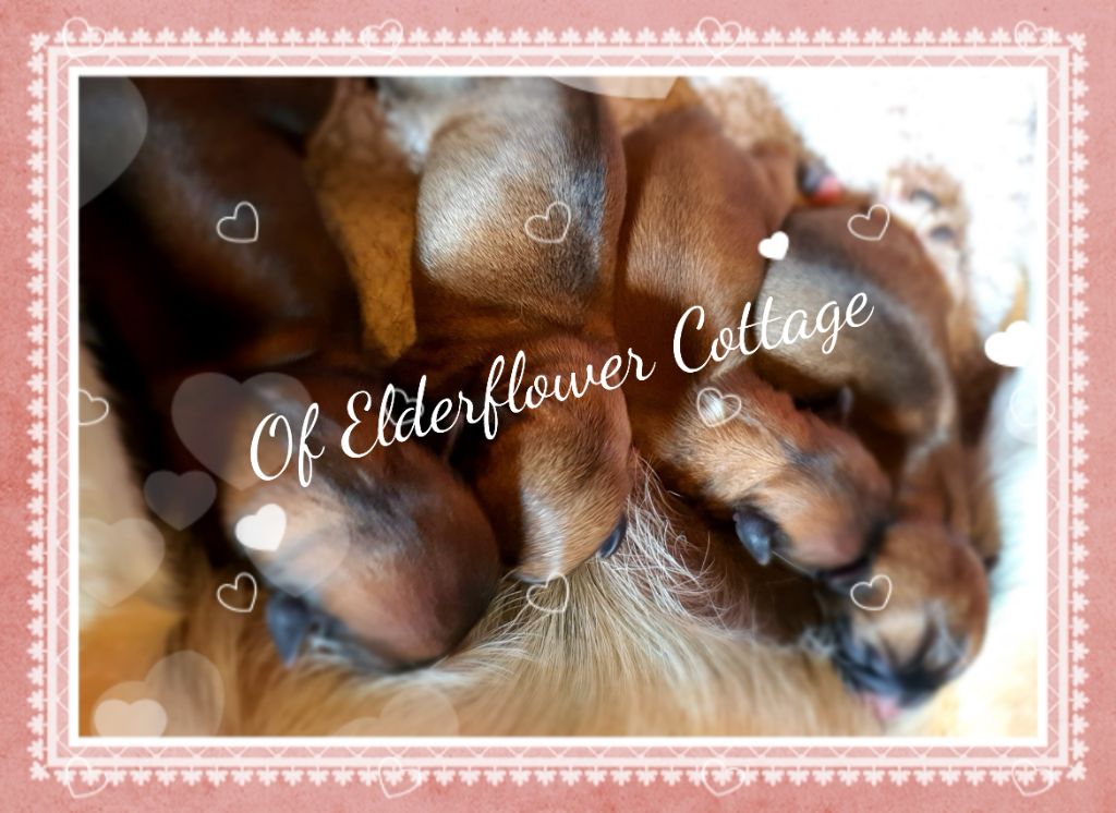 Chiot Chihuahua Of Elderflower Cottage