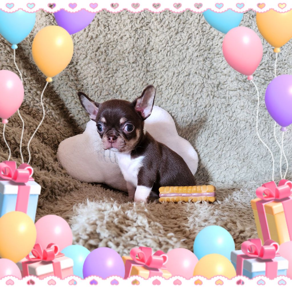 Of Elderflower Cottage - Chiots disponibles - Chihuahua
